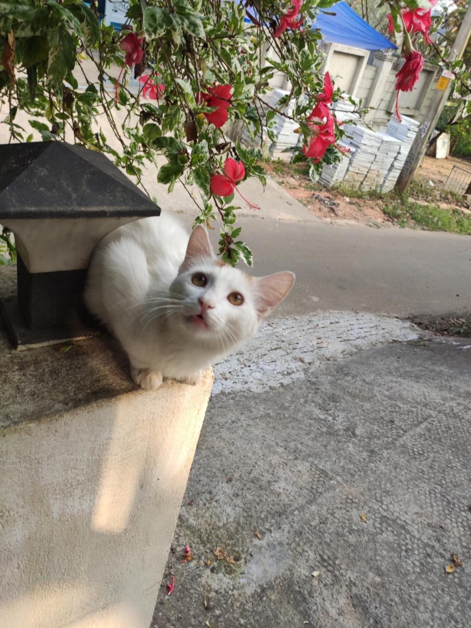 Soly's Homestay